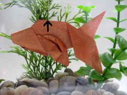 origami-betta-fish-thread.jpg