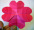 origami-library-4-heart-flower.jpg