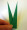 origami-library-iris-leaf.jpg