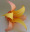 origami-library-lily-6petal.jpg