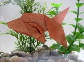 origami-betta-fishhm.jpg