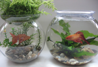 Rivals origami-fishbowl-05.jpg