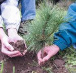 planting-a-tree.jpg